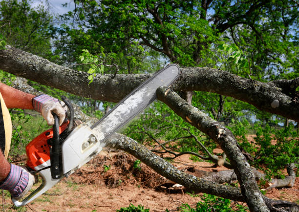 Lawn Renovation and Restoration in Kingsland, GA