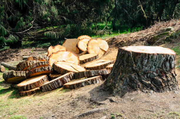 How Our Tree Care Process Works  in  Kingsland, GA